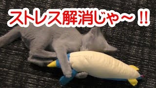 オススメ猫グッズ　けりぐるみ