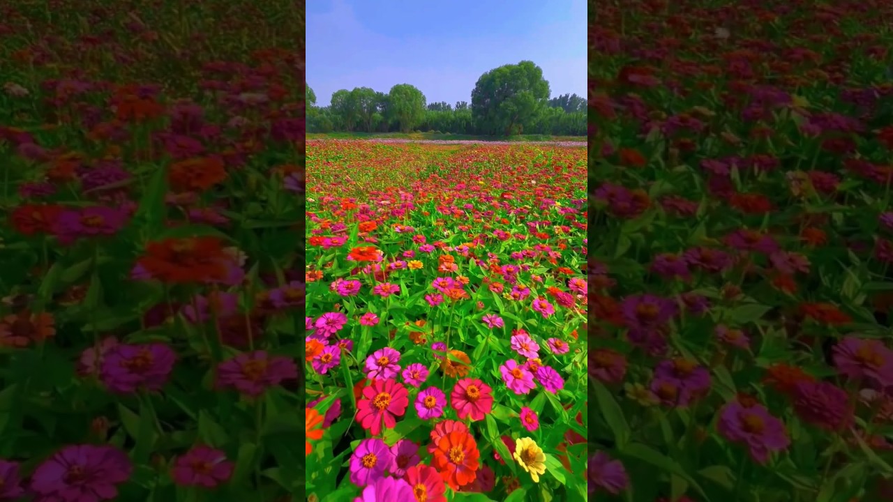 The wonder of the flower world.🥰 Beautiful Zinnia flowers . #relaxingsounds #entertainment #flowers