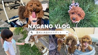 愛犬とお出かけ】GWわんことお出かけVlog/初めてのお出かけ動け