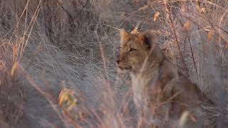 Lion pride with cubs on safari in Timbavati Game Reserve