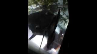 Famous RED TAIL CATfish eats 5'' pacu. Profile