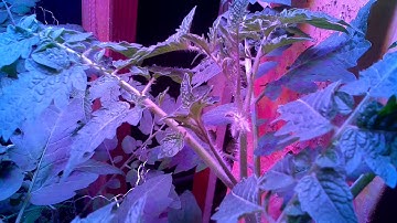 Raspberry Pi 3 Time Lapse of Tomato Plants Video 2 - Growing under DIY LED Horticulture Lights