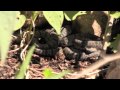 Snake Peeks 8: Rock Rattlesnake Litter