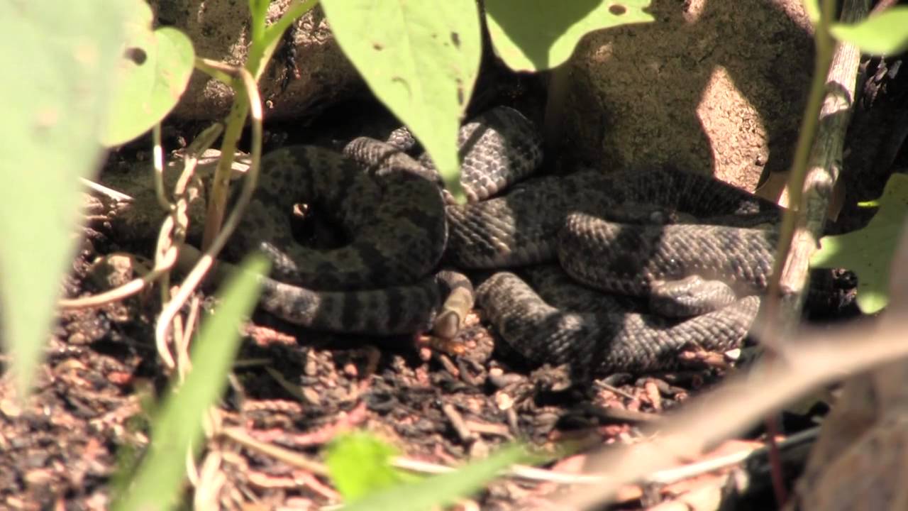 rattlesnakes can swim Snake Peeks 8: Rock Rattlesnake Litter