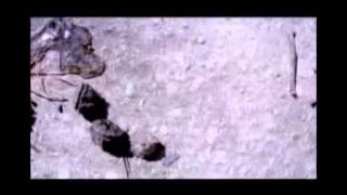 Trailer 2 - Waco