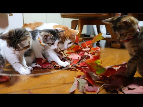 楢の葉紅葉で遊ぶ子猫たち　221202