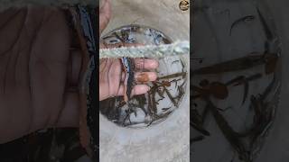 আজ একটা লাল বাগদা চিংড়ী পেলাম | #fishcatching #fishing #villagefishing  #riverfishing  #desifishing