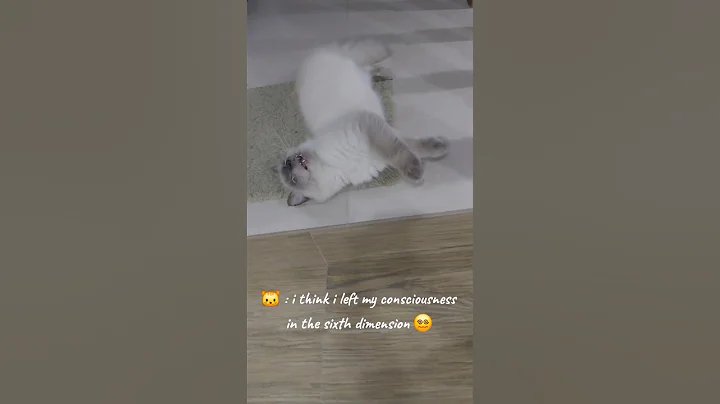 Video 11562221: catlover himalayan, cute himalayan cat, cats catlover catlife, cute catlover birman