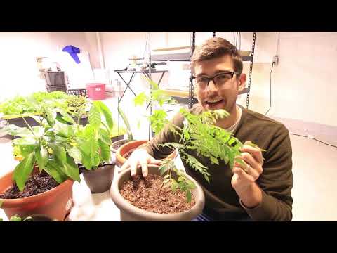 How to Grow Curry Plant - Complete Growing Guide