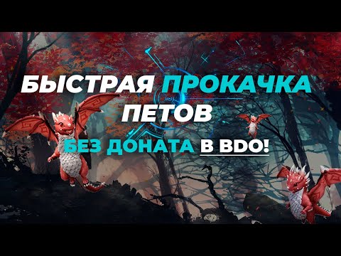 🐼 Как получить бесплатно питомцев BDO❓❗ Питомцы без доната / BDO петы / Black Desert питомцы 4 ранг