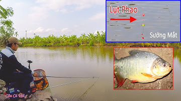 Câu Cá Diếc Bằng Phao Săn Hàng ➣ Câu Đài Nghiệp Dư