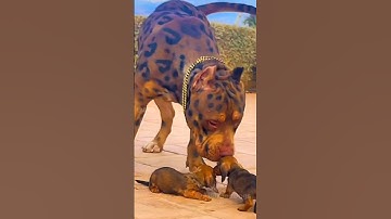 5 most deadliest and dangerous dog breeds in the world 🔥🌎 #shorts