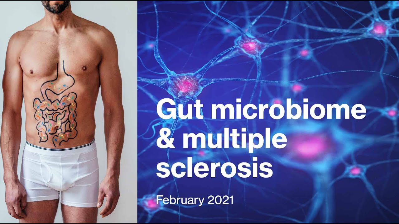 Image result for The Gut Microbiome In Multiple Sclerosis - New Research Findings MStranslate
