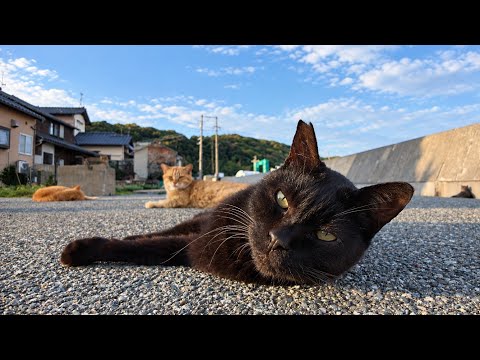 【今週の感動猫動画 2026 10 1w】今週撮った未公開猫動画まとめて公開 unreleased video of this week