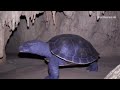 A dragon turtle in Hagwood going into hibernation during the winter. (AI Generated)