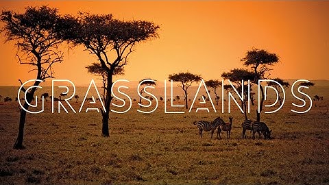 Grasslands of the World (Steppe, Prairie, Savannah etc.)