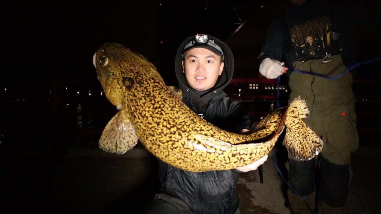 How to Catch Burbot / Eelpout From Shore - YouTube