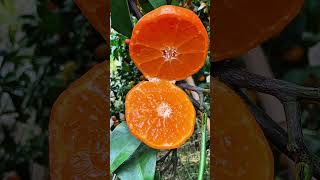 Surga Jeruk Mandarin! Buah Ranum Siap Panen dengan Pemandangan yang Memanjakan Mata 🍊🌿