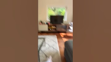 #perfectloop ?????? #satisfyingloop #loop #interiordesign #cat #stopmotion