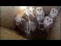 Barn Owls in pest control, cooperation and education in Israel and its neighbors