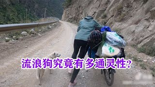 西藏流浪狗跟隨騎行夫妻200公裡只為保護女孩肚子裡的雙胞胎