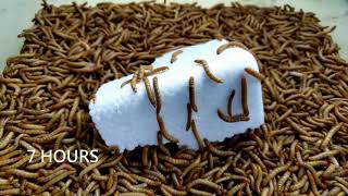 10.000 Superworms VS Styrofoam Timelapse - Mealworms Eating Styrofoam