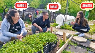 Живот на село: насадихме доматите + съвети за отглеждането им
