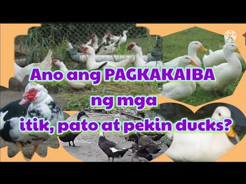 Video: Ano Ang Pagkakaiba-iba