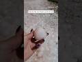 Heavy Hail Storm Leaves Huge Ice Balls Shorts Heavy Hail Storm Leaves Huge Ice Balls Shorts