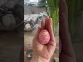 Creating Stunning Ukrainian Easter Eggs