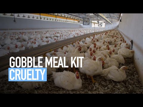 Gobble Meal Kit Cruelty