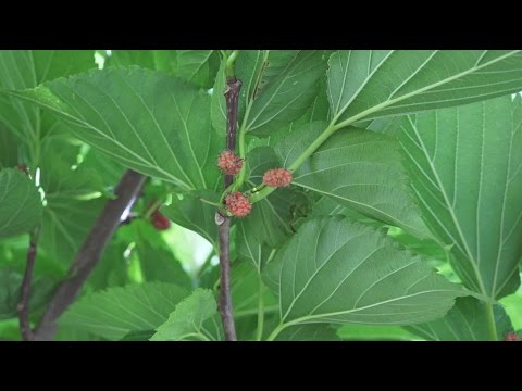 Video: Welke boom lijkt op een berk?