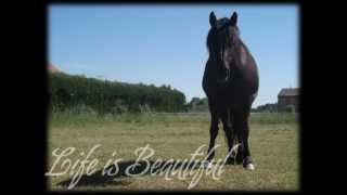 Fidjy Highlander & Biche