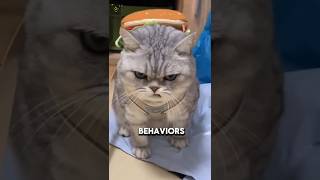 Cat Behaviors That Mean More Than You Think #animalfacts #wildlife #facts