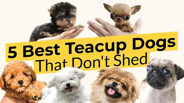 5 Best Teacup Dogs That Don't Shed 🐶🦴🐶 - DayDayNews