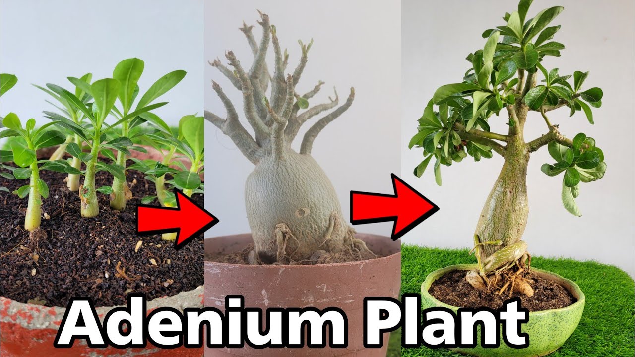 How to grow Adenium plant Adenium caudex bigger (Full Update) YouTube