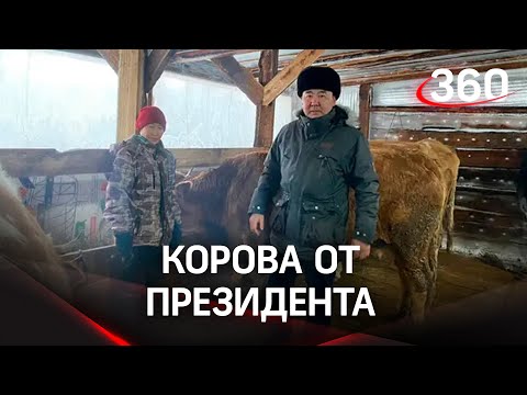 Доит свой подарок от Путина: «перспективная скотина»