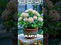 cuando el jade despierta un destellos de abundacia #belleza #plantas #abundancia