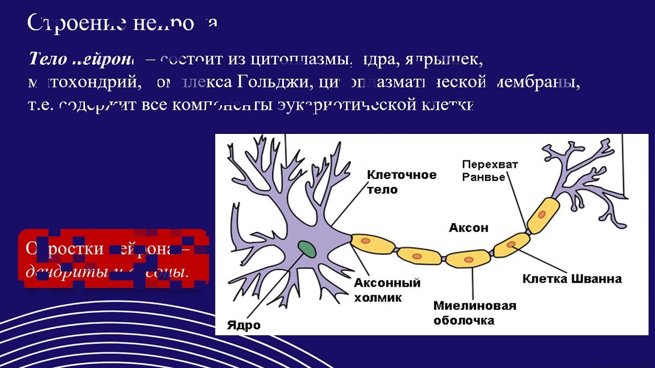 Элементарной единицей ткани является. Нервная ткань. Клетки спутницы нервной ткани. Нервная ткань рисунок. Маркеры нервной ткани.
