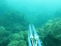 Spearfishing in Thailand 2011 "Yellow Tail 2"