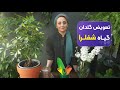 تعویض گلدان شفلرا نکات مهم تعویض گلدان گیاهان آپارتمانی چجوری تعویض خاک کنیم 