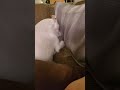 Boxing Match Adorable Puppy Vs Pillow #Shorts