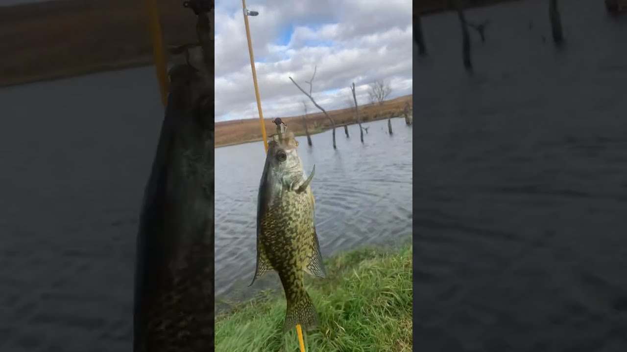 The Eagle Claw Telescope Fishing Pole Challenge Walmart Crappie
