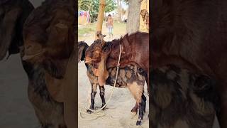 Goat's favorite moments captured on camera। animal lover #shortvideo  #shorts 2024 #sorts ep2 16may