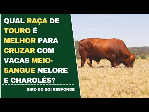 QUAL RAÇA DE TOURO É MELHOR PARA CRUZAR COM VACAS MEIO-SANGUE NELORE E CHAROLÊS?