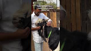 Kon Sendi Lagara Hai Bc  comingsoon goat eid eiduladha 2026