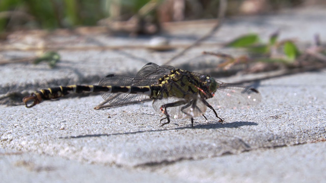 Free of copyright video / Odonata / Vretence / Aeshna / Onychogomphus forcipatus /