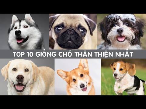 Video: Giống Chó Cho Gia đình