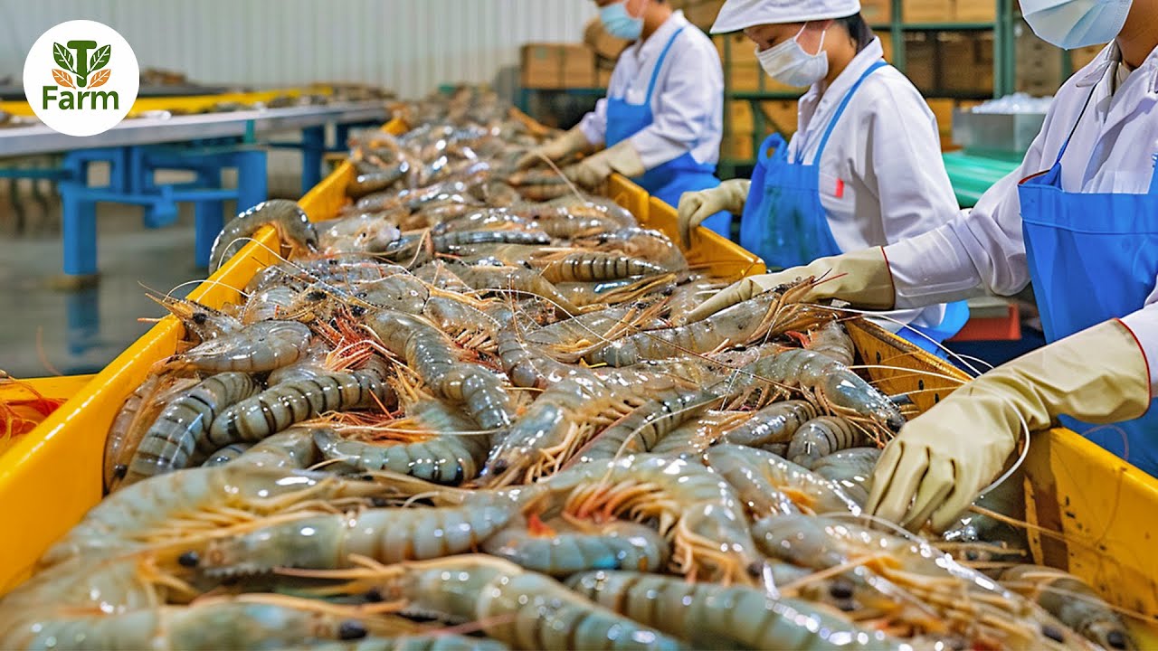 How Chinese Farmers Raise 10 Billions of Shrimp Every Year | Processing Factory