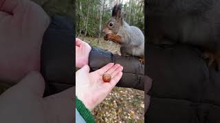 Не выдумывай прыгать #белки#squirrels#shorts